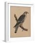 Birds, Plate I, 1855-null-Framed Giclee Print