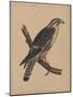 Birds, Plate I, 1855-null-Mounted Giclee Print