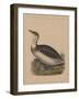 Birds, Plate IX, 1855-null-Framed Giclee Print