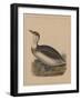 Birds, Plate IX, 1855-null-Framed Giclee Print