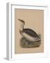 Birds, Plate IX, 1855-null-Framed Giclee Print