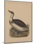 Birds, Plate IX, 1855-null-Mounted Giclee Print