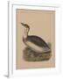 Birds, Plate IX, 1855-null-Framed Giclee Print