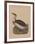 Birds, Plate IX, 1855-null-Framed Giclee Print