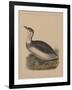 Birds, Plate IX, 1855-null-Framed Giclee Print