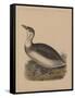 Birds, Plate IX, 1855-null-Framed Stretched Canvas