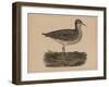 Birds, Plate VI, 1855-null-Framed Giclee Print