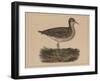 Birds, Plate VI, 1855-null-Framed Giclee Print