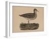 Birds, Plate VI, 1855-null-Framed Giclee Print