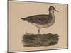 Birds, Plate VI, 1855-null-Mounted Giclee Print