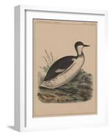 Birds, Plate VIII, 1855-null-Framed Giclee Print