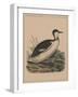 Birds, Plate VIII, 1855-null-Framed Giclee Print