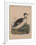 Birds, Plate VIII, 1855-null-Framed Giclee Print