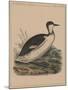 Birds, Plate VIII, 1855-null-Mounted Giclee Print