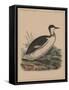 Birds, Plate VIII, 1855-null-Framed Stretched Canvas