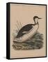 Birds, Plate VIII, 1855-null-Framed Stretched Canvas