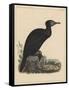 Birds, Plate X, 1855-null-Framed Stretched Canvas