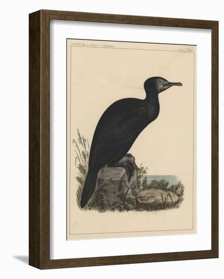 Birds, Plate X, 1855-null-Framed Giclee Print