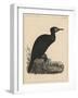 Birds, Plate X, 1855-null-Framed Giclee Print