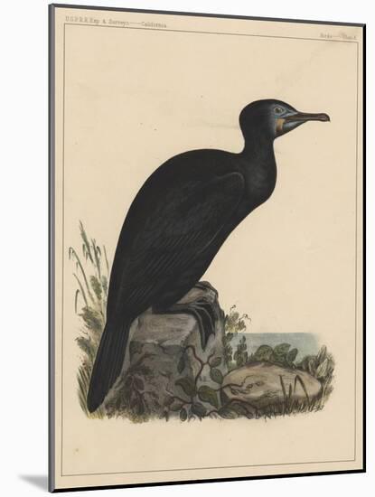 Birds, Plate X, 1855-null-Mounted Giclee Print