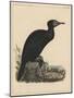 Birds, Plate X, 1855-null-Mounted Giclee Print