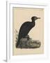 Birds, Plate X, 1855-null-Framed Giclee Print