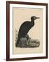 Birds, Plate X, 1855-null-Framed Giclee Print