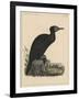 Birds, Plate X, 1855-null-Framed Giclee Print