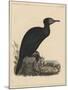 Birds, Plate X, 1855-null-Mounted Giclee Print