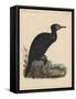 Birds, Plate X, 1855-null-Framed Stretched Canvas