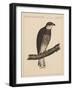 Birds, Plate XIII, 1855-null-Framed Giclee Print