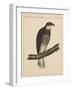 Birds, Plate XIII, 1855-null-Framed Giclee Print