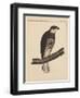 Birds, Plate XIII, 1855-null-Framed Giclee Print