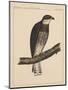 Birds, Plate XIII, 1855-null-Mounted Giclee Print