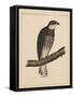 Birds, Plate XIII, 1855-null-Framed Stretched Canvas