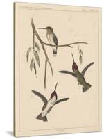 Birds, Plate XIX, 1855-null-Stretched Canvas