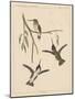 Birds, Plate XIX, 1855-null-Mounted Giclee Print