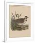 Birds, Plate XXVII, 1855-null-Framed Giclee Print