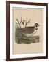 Birds, Plate XXVII, 1855-null-Framed Giclee Print