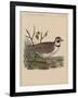 Birds, Plate XXVII, 1855-null-Framed Giclee Print