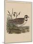 Birds, Plate XXVII, 1855-null-Mounted Giclee Print