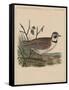 Birds, Plate XXVII, 1855-null-Framed Stretched Canvas