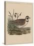 Birds, Plate XXVII, 1855-null-Stretched Canvas