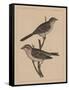 Birds, Plate XXVII, 1855-null-Framed Stretched Canvas