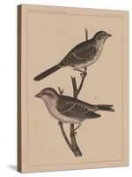 Birds, Plate XXVII, 1855-null-Stretched Canvas