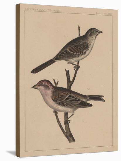 Birds, Plate XXVII, 1855-null-Stretched Canvas