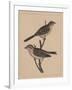 Birds, Plate XXVII, 1855-null-Framed Giclee Print