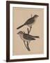 Birds, Plate XXVII, 1855-null-Framed Giclee Print