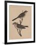 Birds, Plate XXVII, 1855-null-Framed Giclee Print