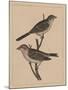 Birds, Plate XXVII, 1855-null-Mounted Giclee Print